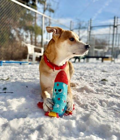 Waylon, a Adoptable mixed breed in Parma, OH image 3/3