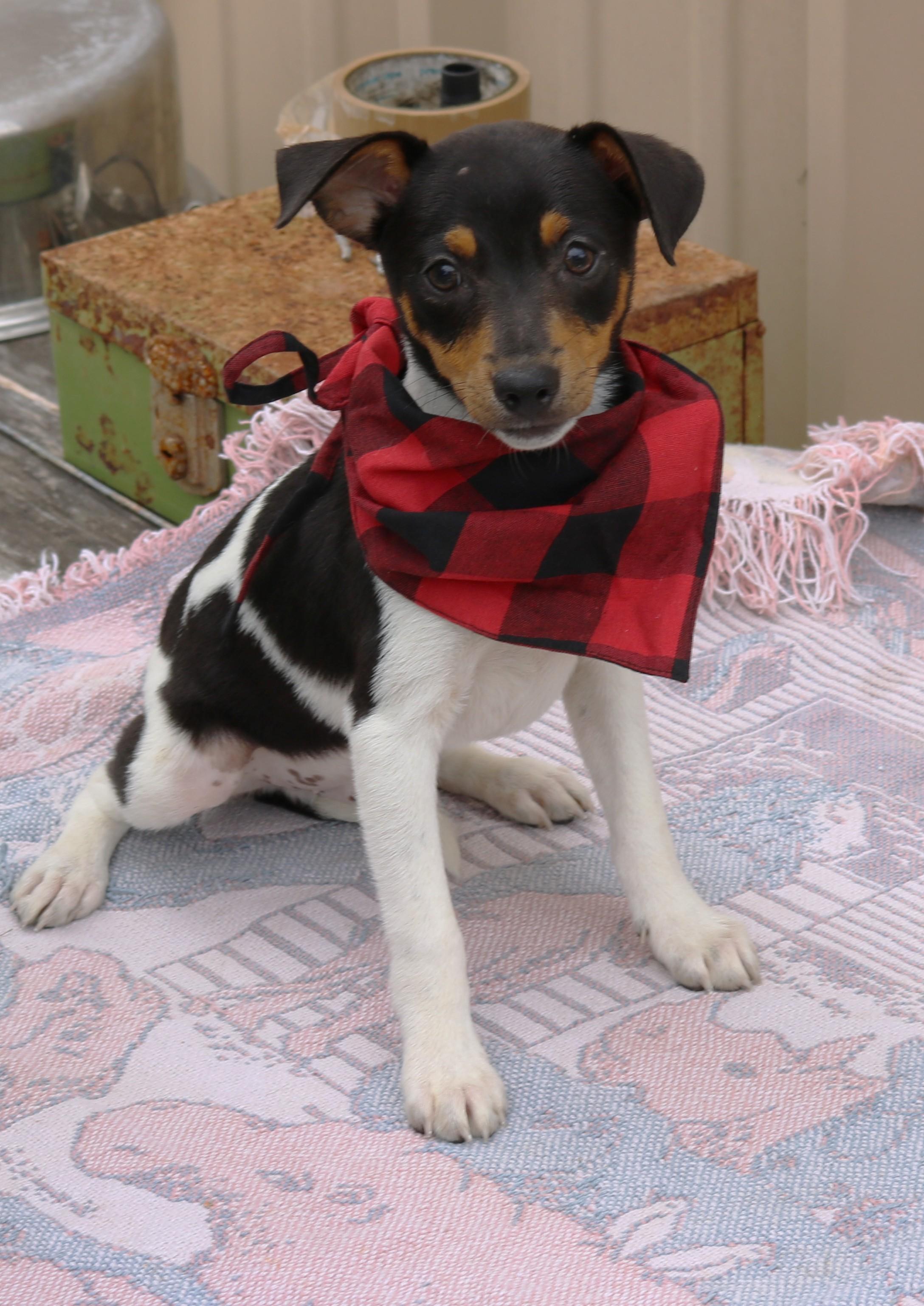 Enlarge Tucker, an adopted Rat Terrier in Bandera, TX image 1/3