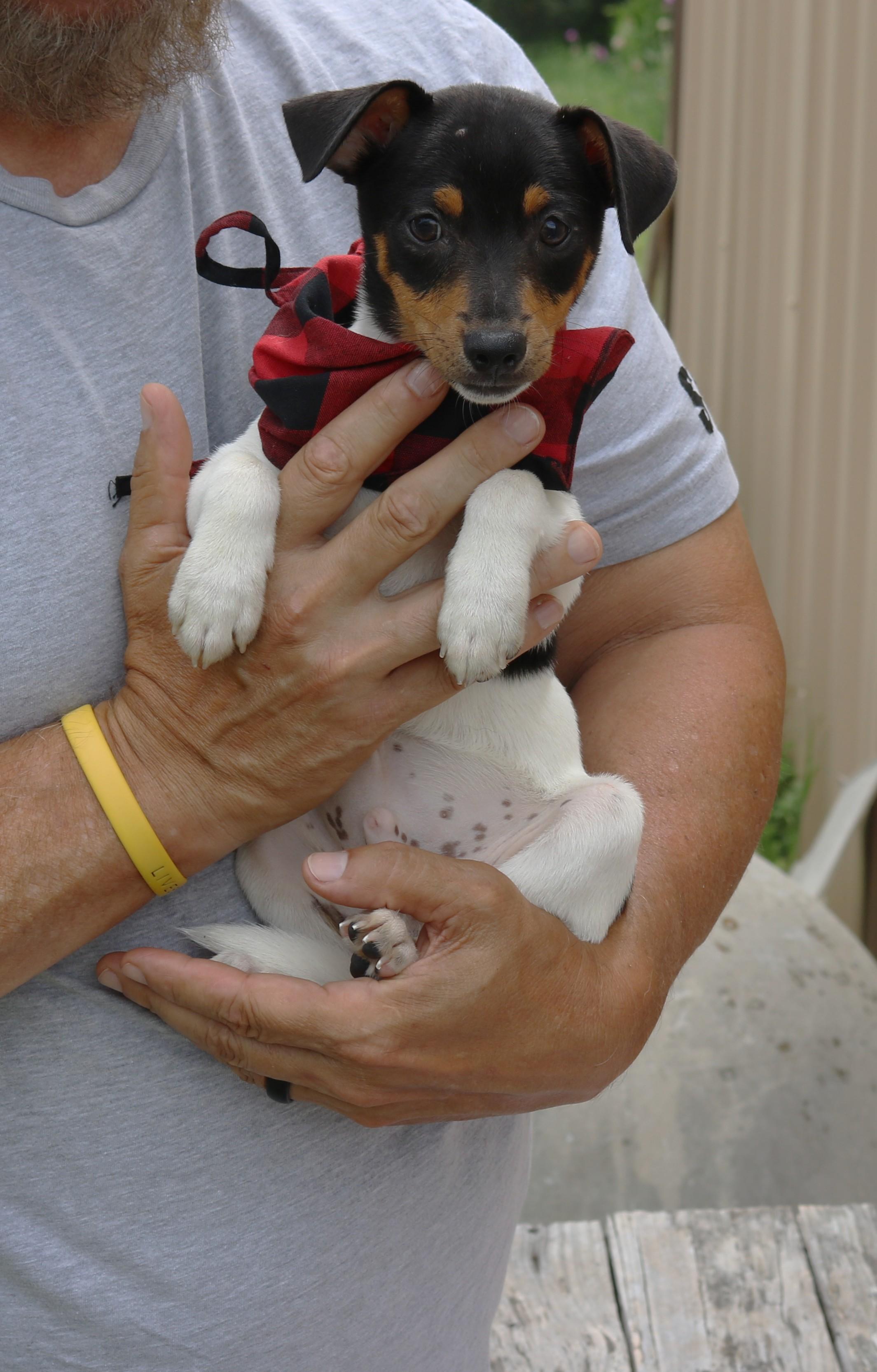 Enlarge Tucker, an adopted Rat Terrier in Bandera, TX image 2/3