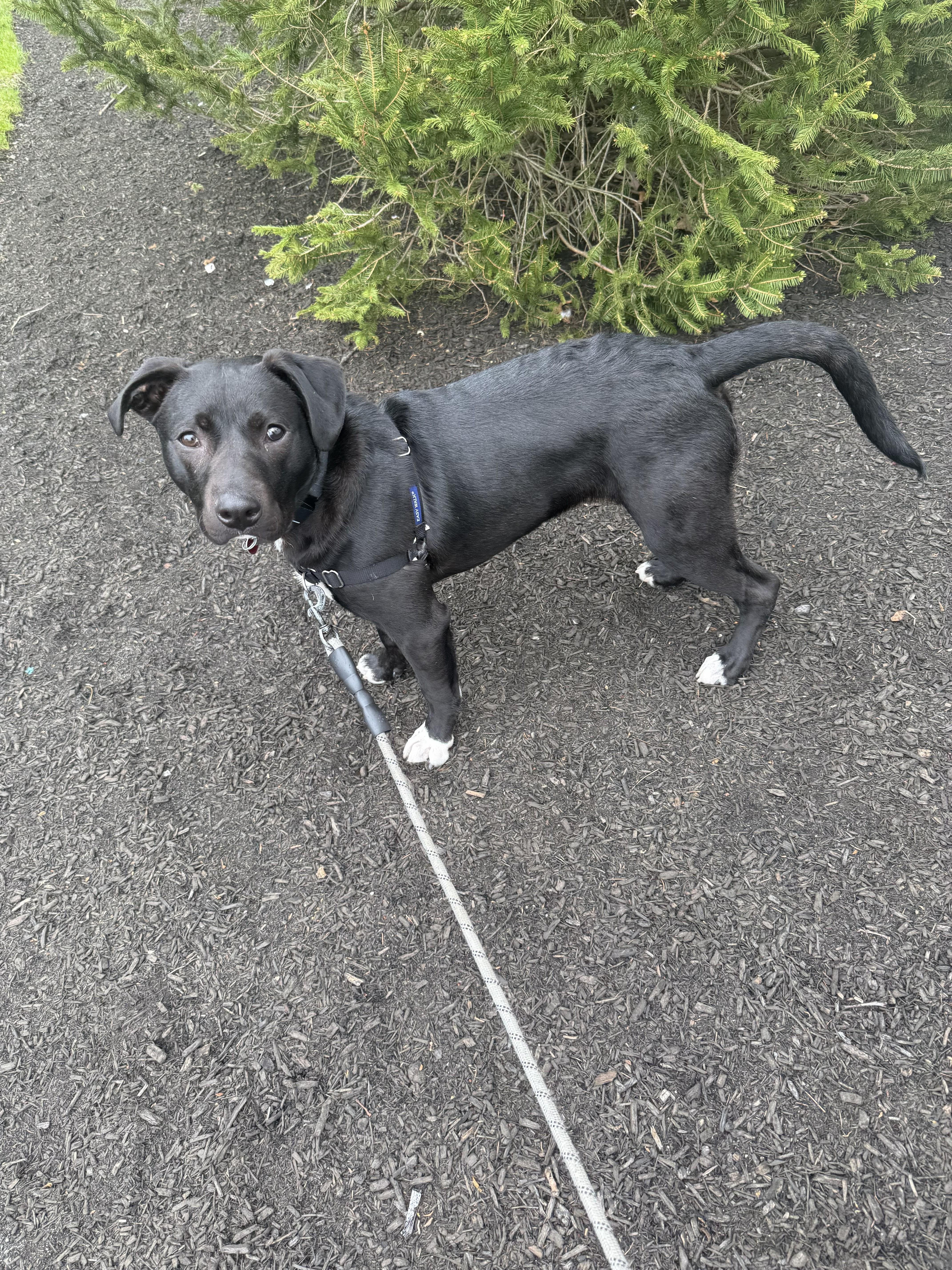 Enlarge Governor Garland - Local Boy, an adoptable mixed breed in Andover, MA image 2/6