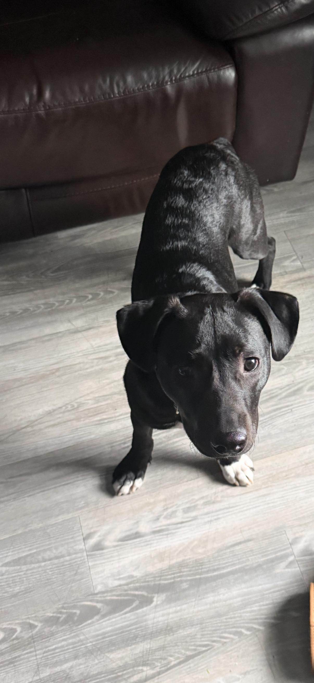 Enlarge Governor Garland - Local Boy, an adoptable mixed breed in Andover, MA image 3/6