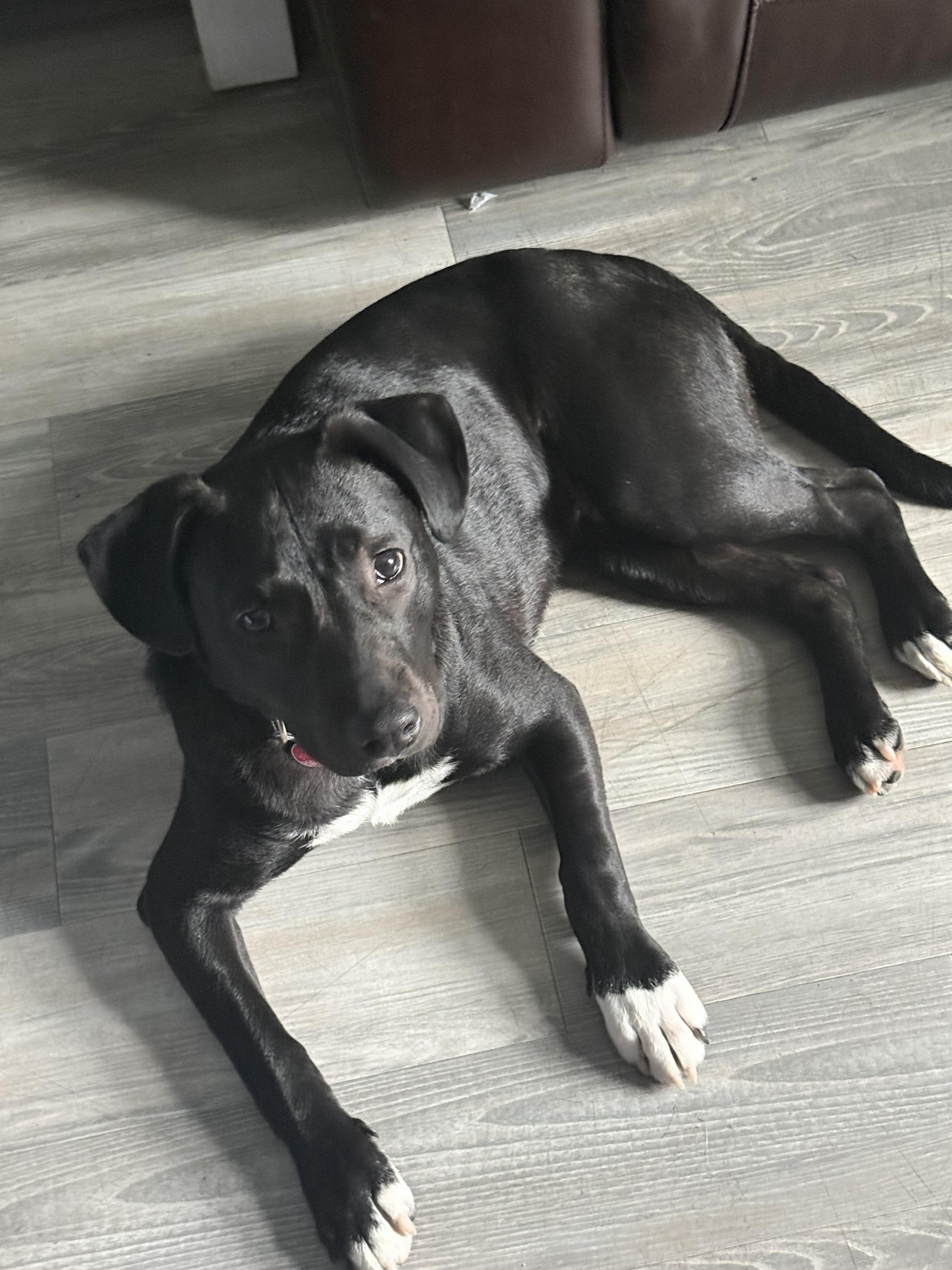 Enlarge Governor Garland - Local Boy, an adoptable mixed breed in Andover, MA image 4/6