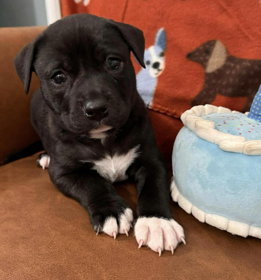 Enlarge Governor Garland - Local Boy, an adoptable mixed breed in Andover, MA image 6/6