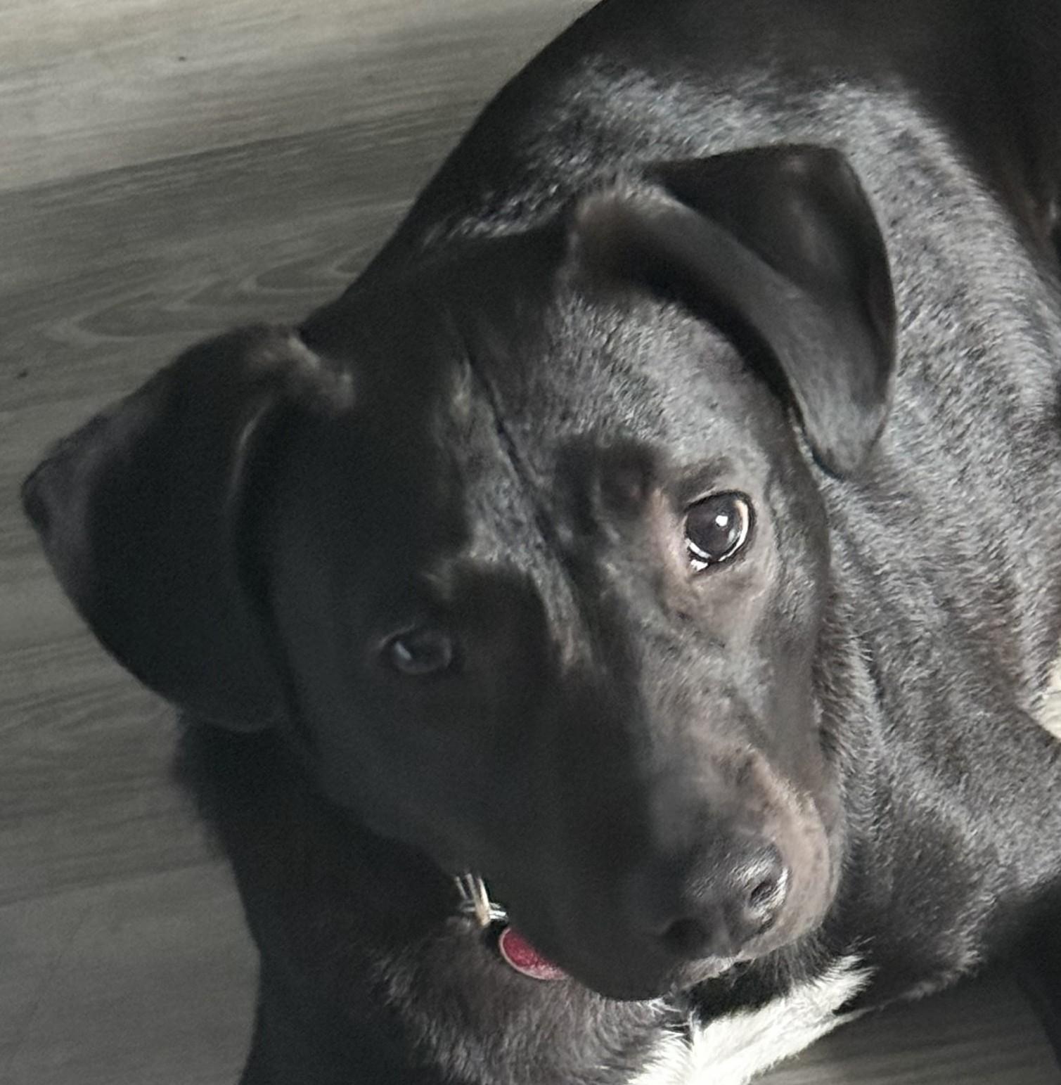 Governor Garland - Local Boy, adoptable, Puppy Male Labrador Retriever & Boxer.