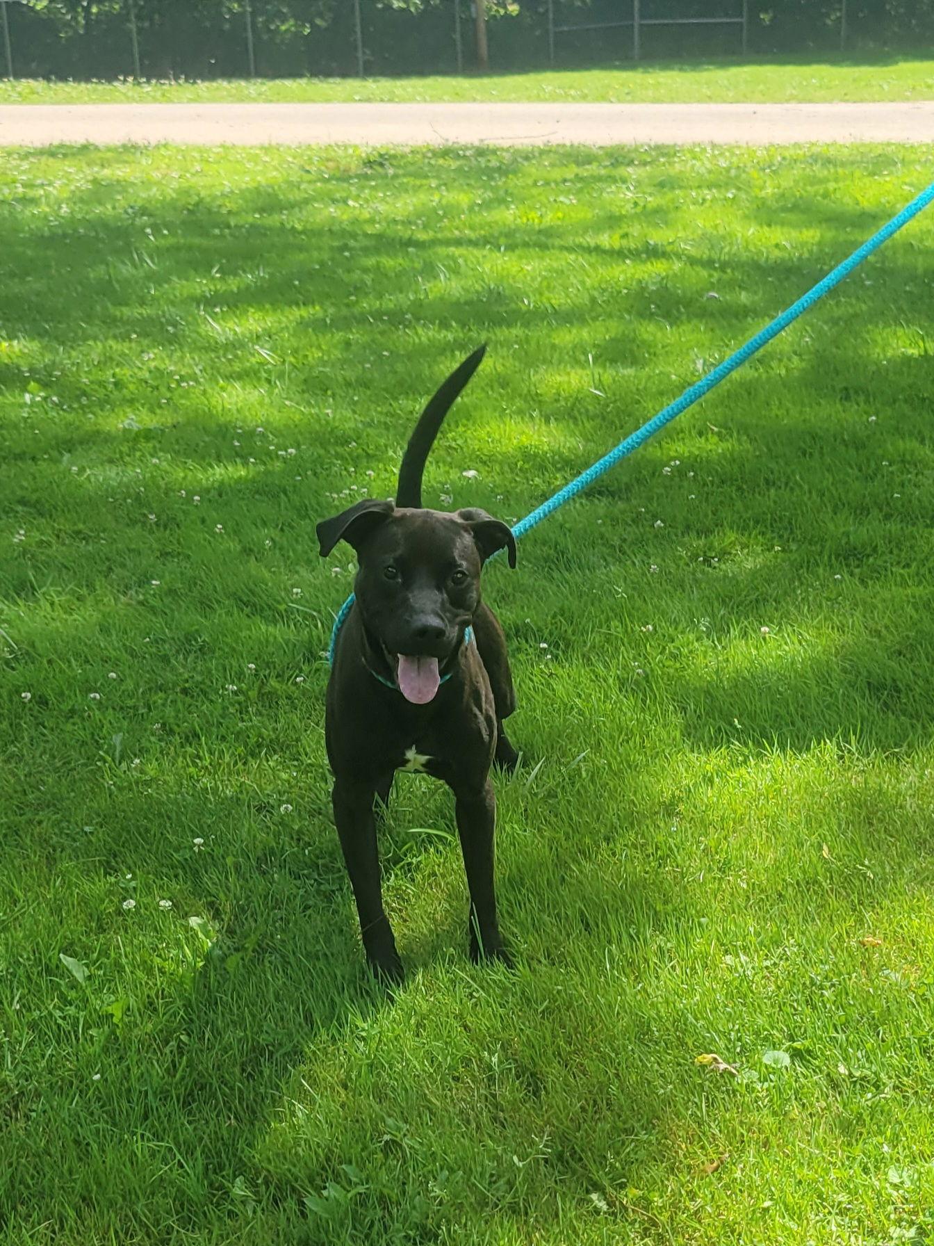 Enlarge Sonny, a Adoptable Pit Bull Terrier in New Martinsville, WV image 1/3