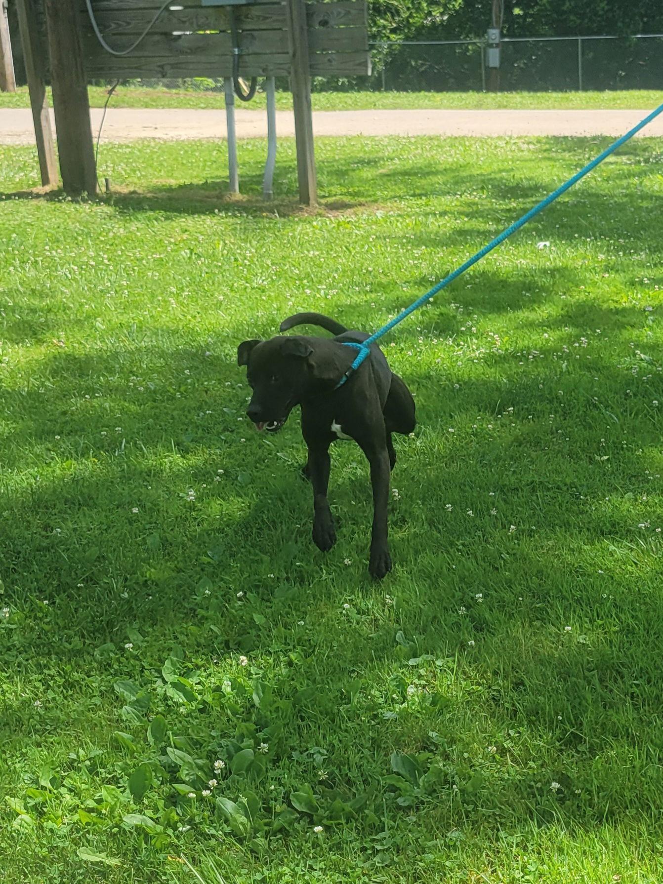 Enlarge Sonny, a Adoptable Pit Bull Terrier in New Martinsville, WV image 3/3
