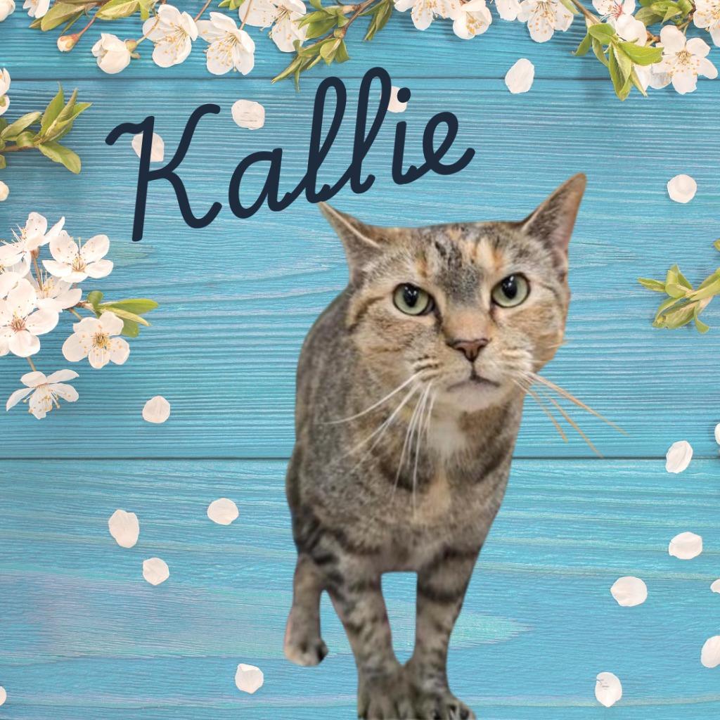 Enlarge Kallie, a ADOPTABLE Domestic Short Hair in Prince Frederick, MD image 3/4