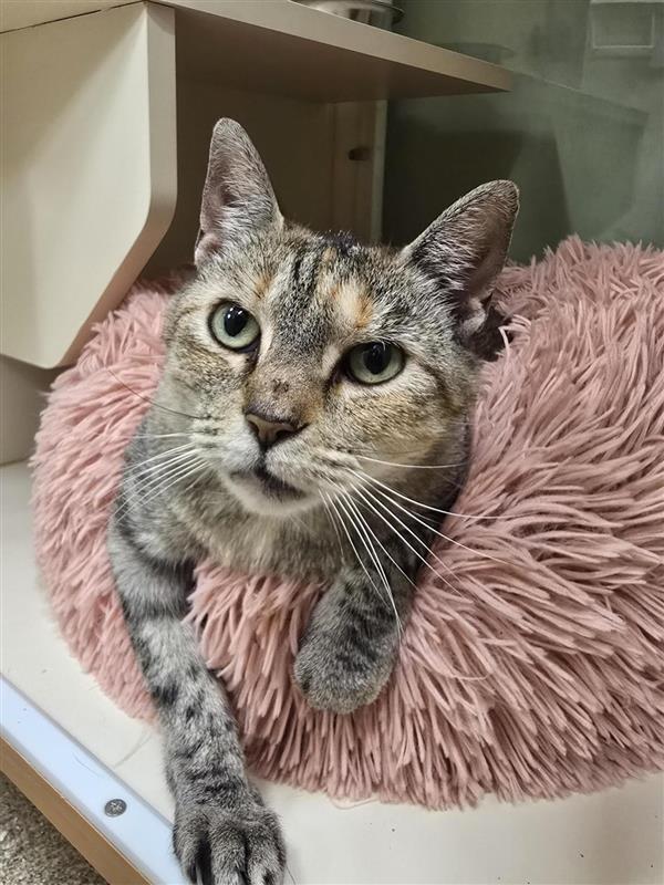 Enlarge Kallie, a ADOPTABLE Domestic Short Hair in Prince Frederick, MD image 2/4