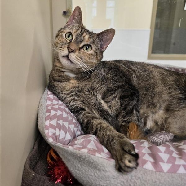 Enlarge Kallie, a ADOPTABLE Domestic Short Hair in Prince Frederick, MD image 4/4