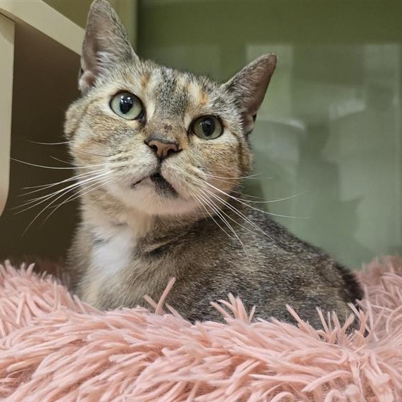 Enlarge Kallie, a ADOPTABLE Domestic Short Hair in Prince Frederick, MD image 1/4