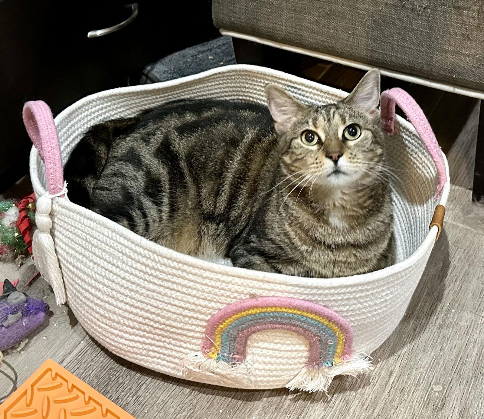 Hazel, Adoptable, Adult Female Domestic Short Hair.