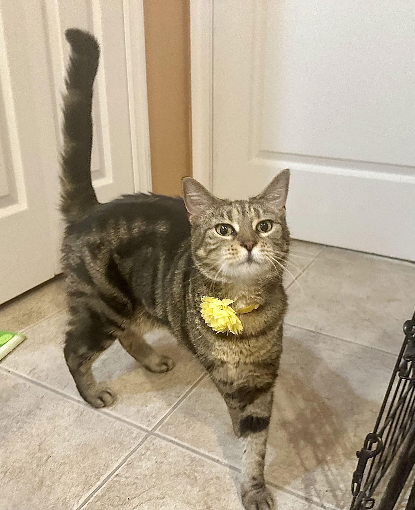 Enlarge Hazel, a Adoptable Domestic Short Hair in Longwood, FL image 2/2