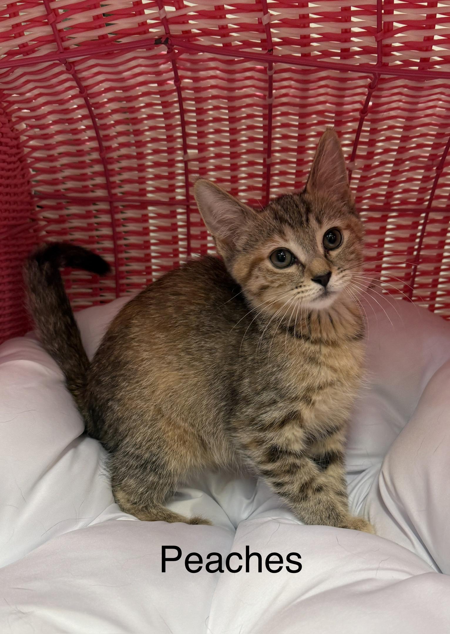 Enlarge Peaches, a Adopted Domestic Short Hair in South Elgin, IL image 1/1