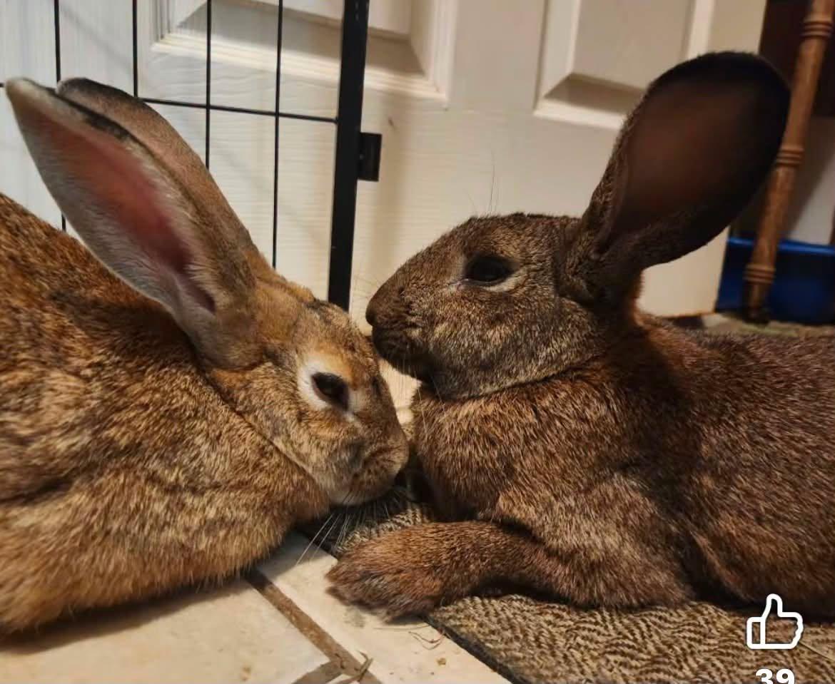 Bacchus & Muse, Adoptable, Adult Male Bunny Rabbit.