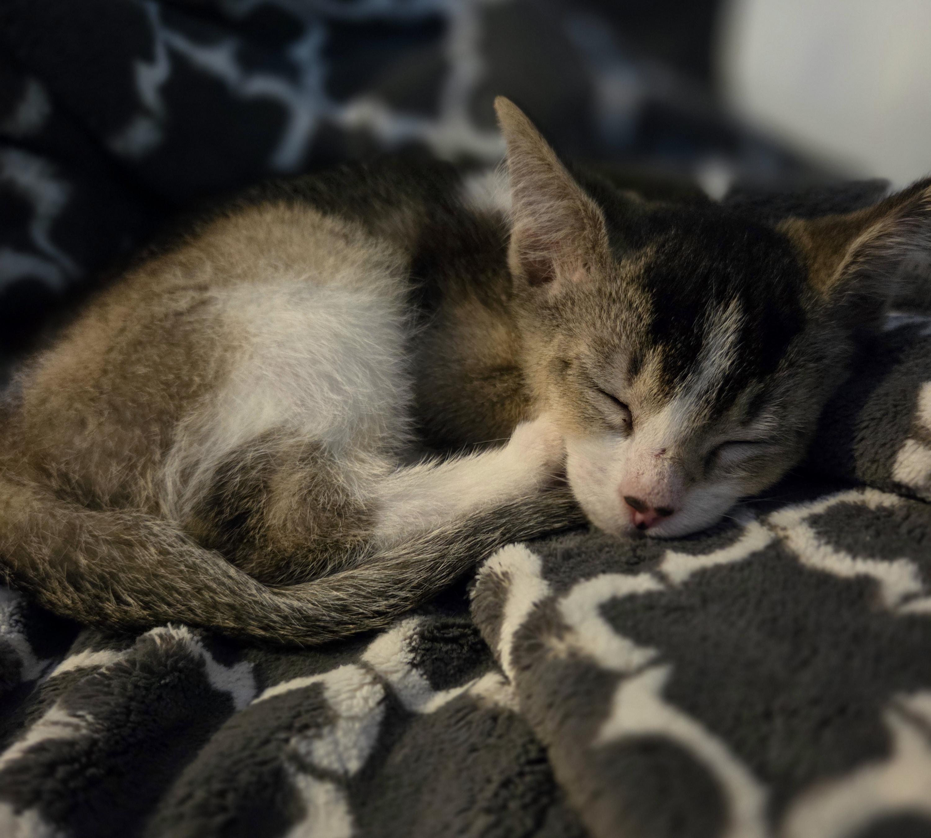 Enlarge Gremlin, a Adoptable Domestic Short Hair in Des Moines , WA image 2/3