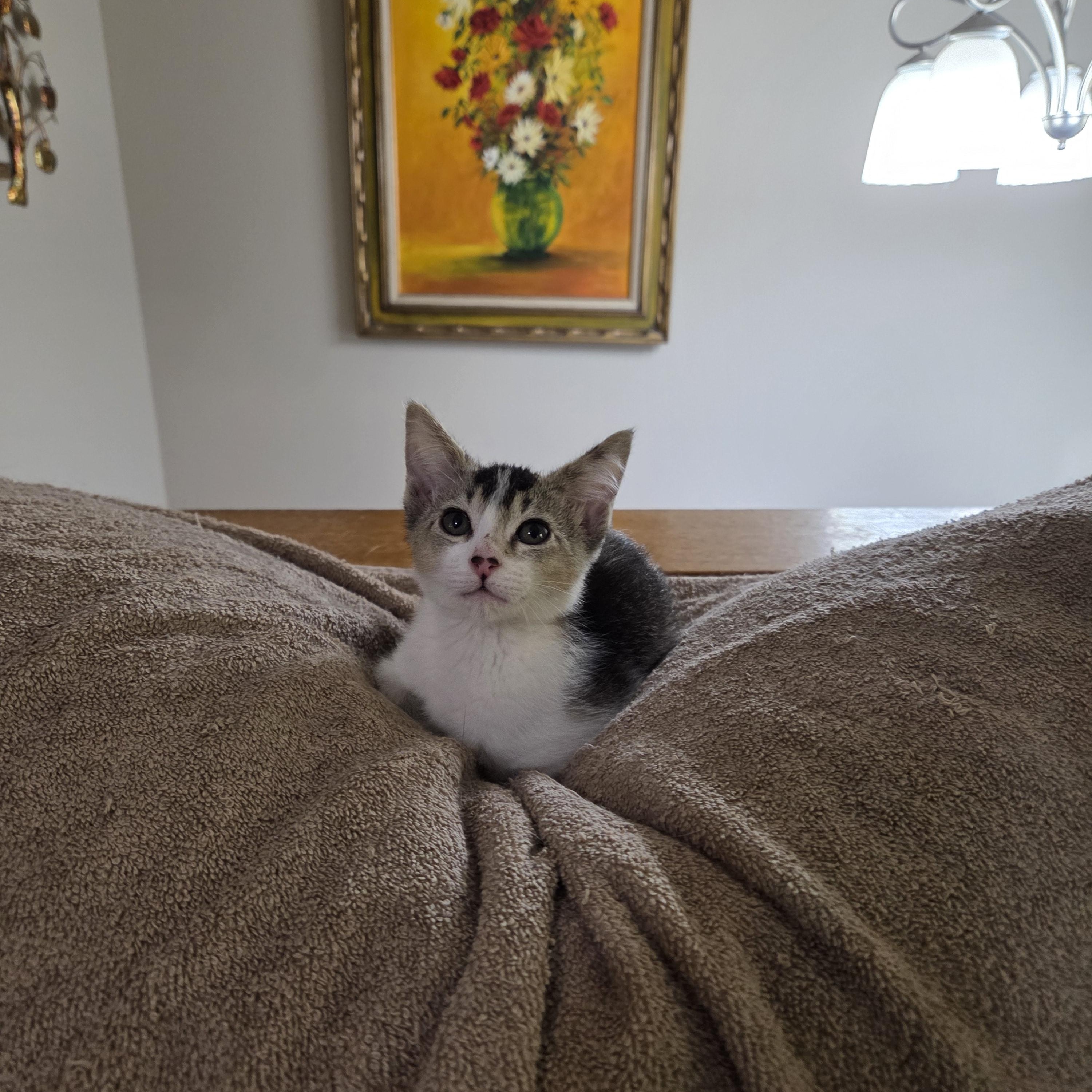 Enlarge Gremlin, a Adoptable Domestic Short Hair in Des Moines , WA image 3/3