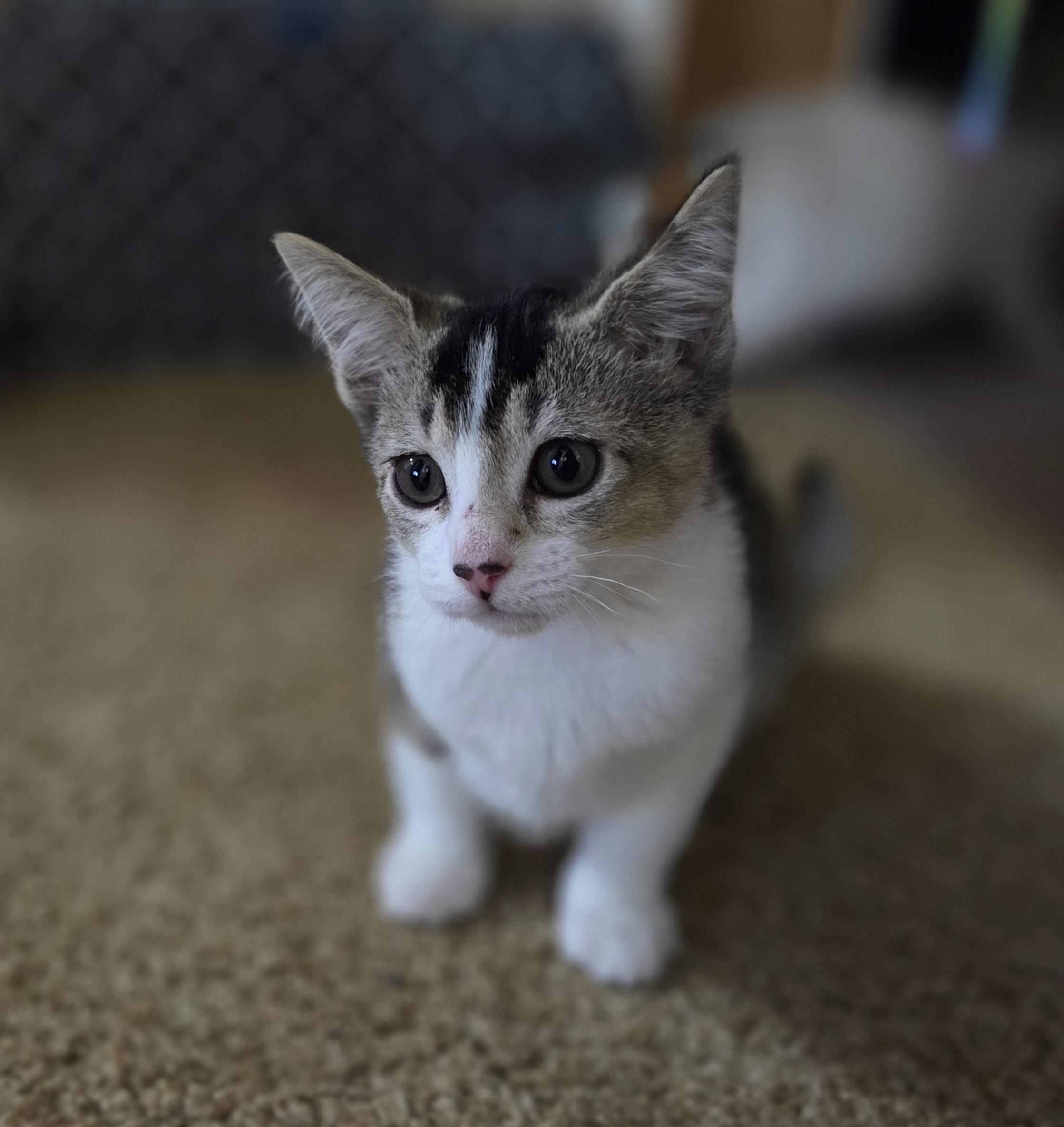 Gremlin, Adoptable, Kitten Female Domestic Short Hair.