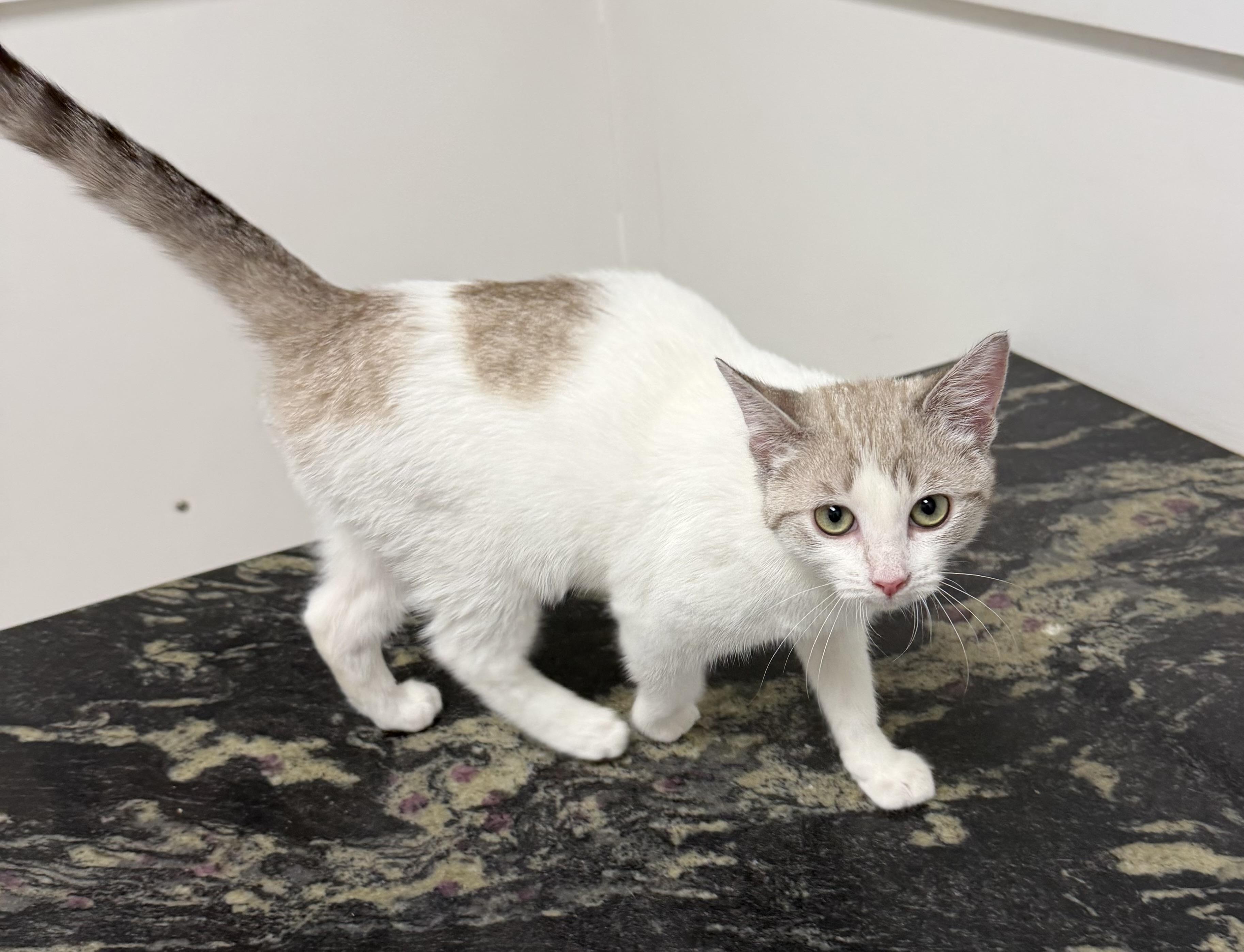 Enlarge Pumpkin , a ADOPTABLE mixed breed in Bridgeton, NC image 5/6