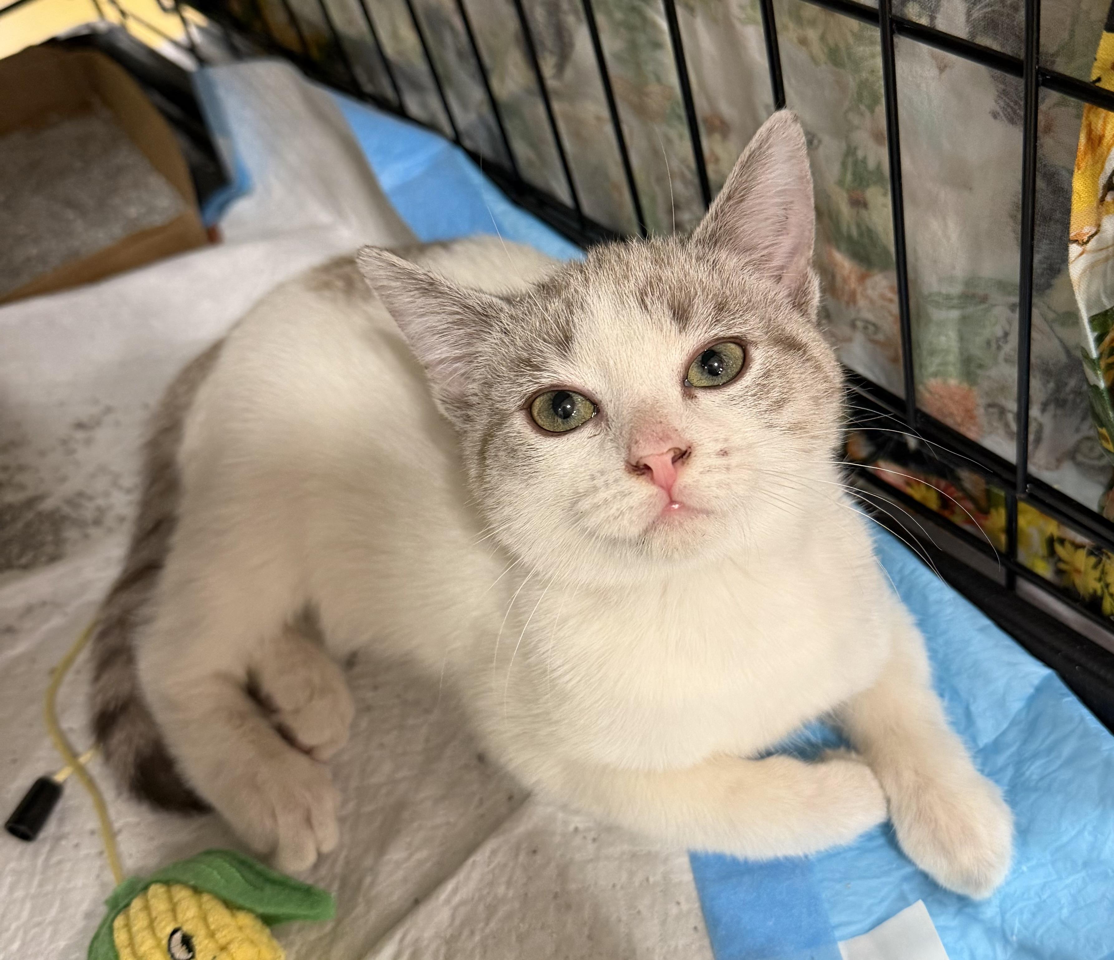 Enlarge Pumpkin , a ADOPTABLE mixed breed in Bridgeton, NC image 1/6