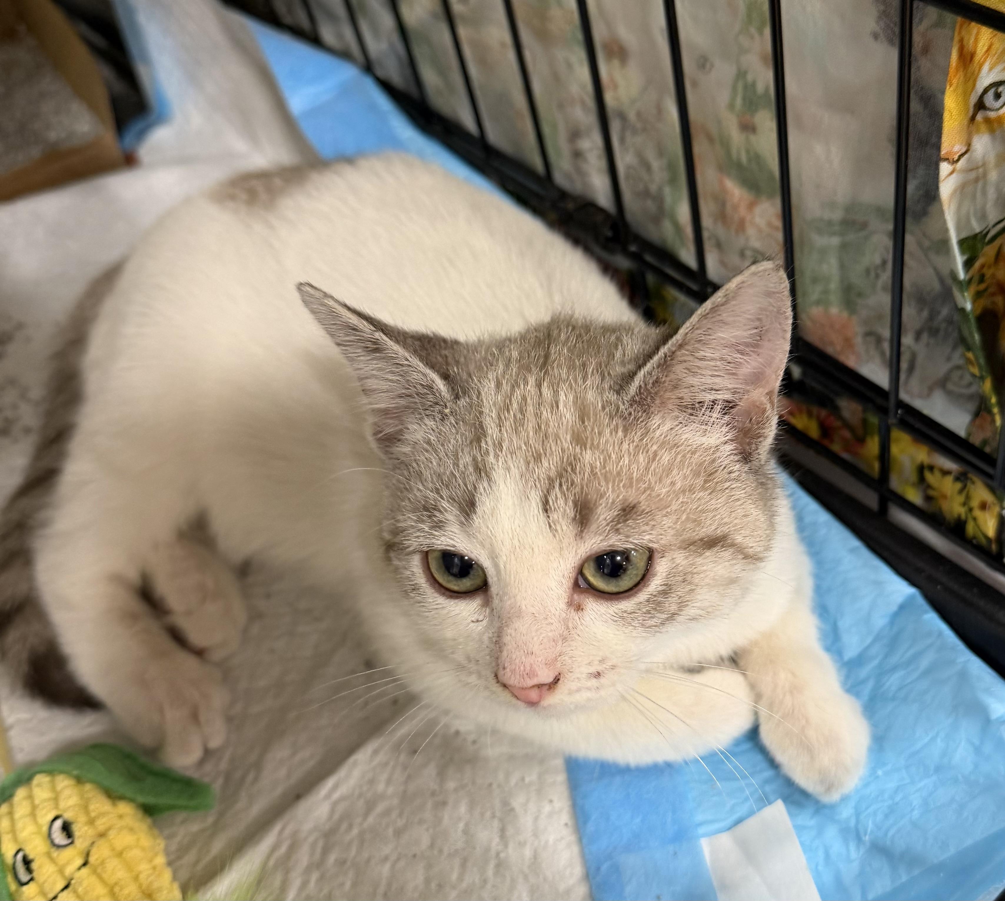 Enlarge Pumpkin , a ADOPTABLE mixed breed in Bridgeton, NC image 3/6
