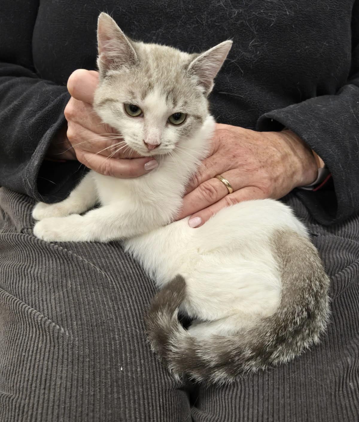 Enlarge Pumpkin , a ADOPTABLE mixed breed in Bridgeton, NC image 2/6