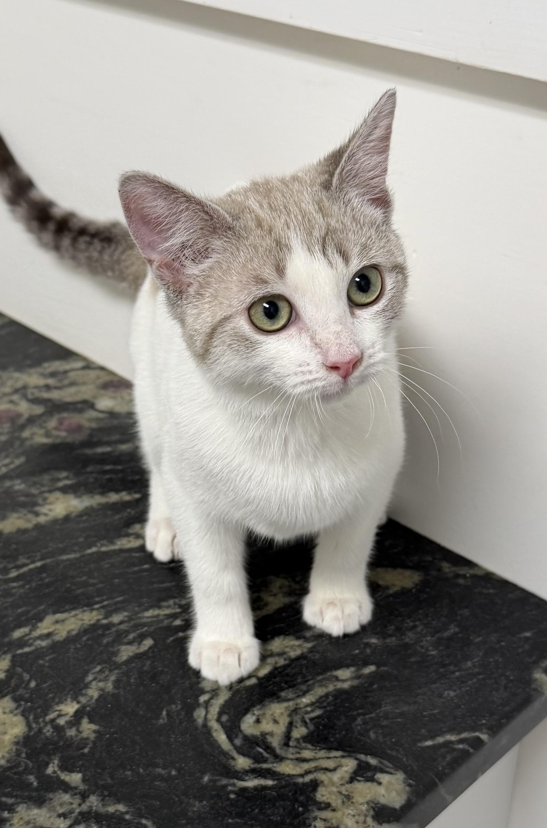 Enlarge Pumpkin , a ADOPTABLE mixed breed in Bridgeton, NC image 6/6