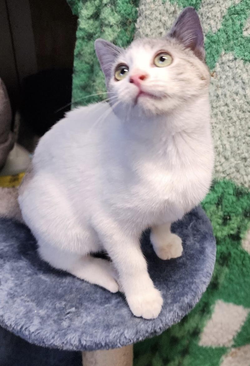 Enlarge Pumpkin , a ADOPTABLE mixed breed in Bridgeton, NC image 4/6