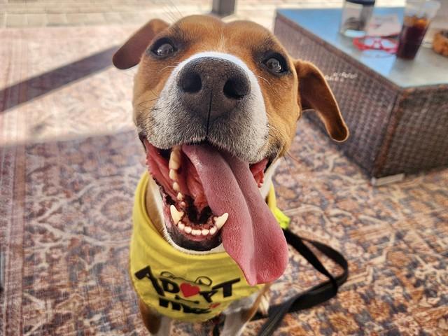 LYLA, Adoptable, Young Female Pit Bull Terrier.