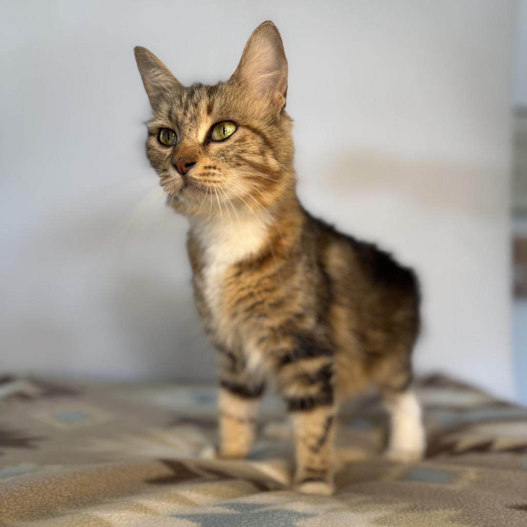 Emmylou, Adoptable, Adult Female Domestic Medium Hair.