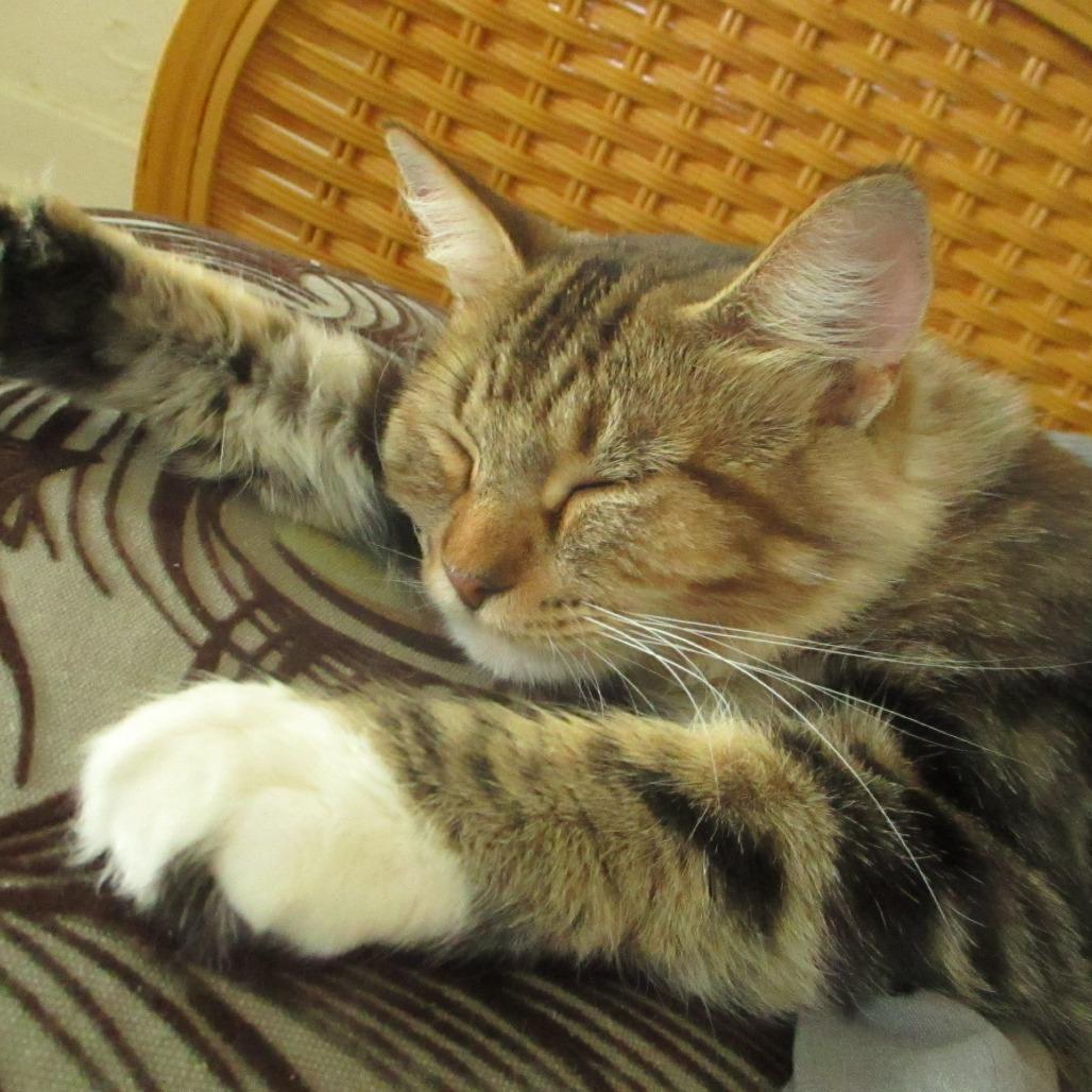 Enlarge Emmylou, a Adoptable Domestic Medium Hair in San Antonio, TX image 2/6