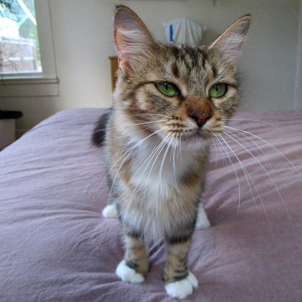 Enlarge Emmylou, a Adoptable Domestic Medium Hair in San Antonio, TX image 3/6