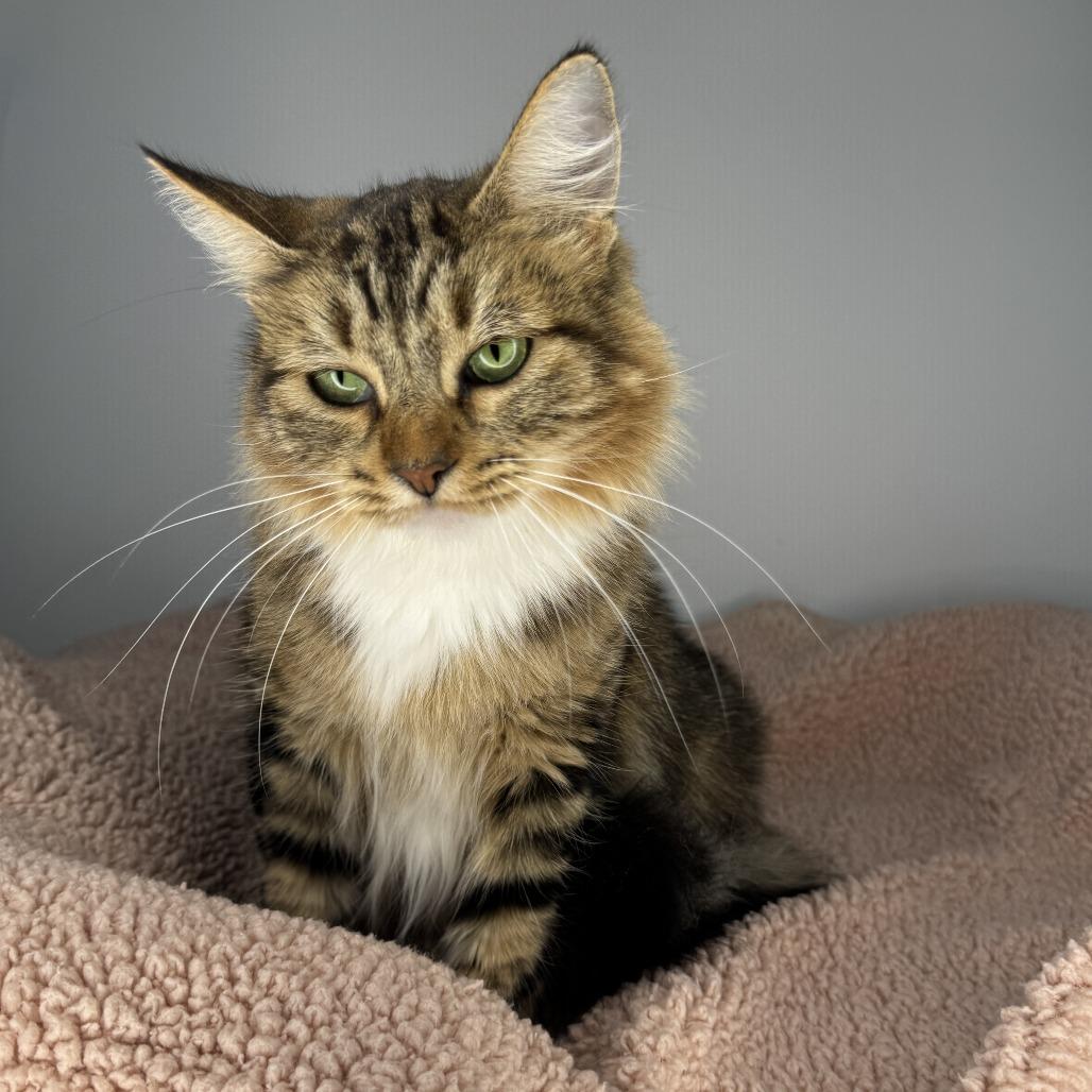 Enlarge Emmylou, a Adoptable Domestic Medium Hair in San Antonio, TX image 4/6
