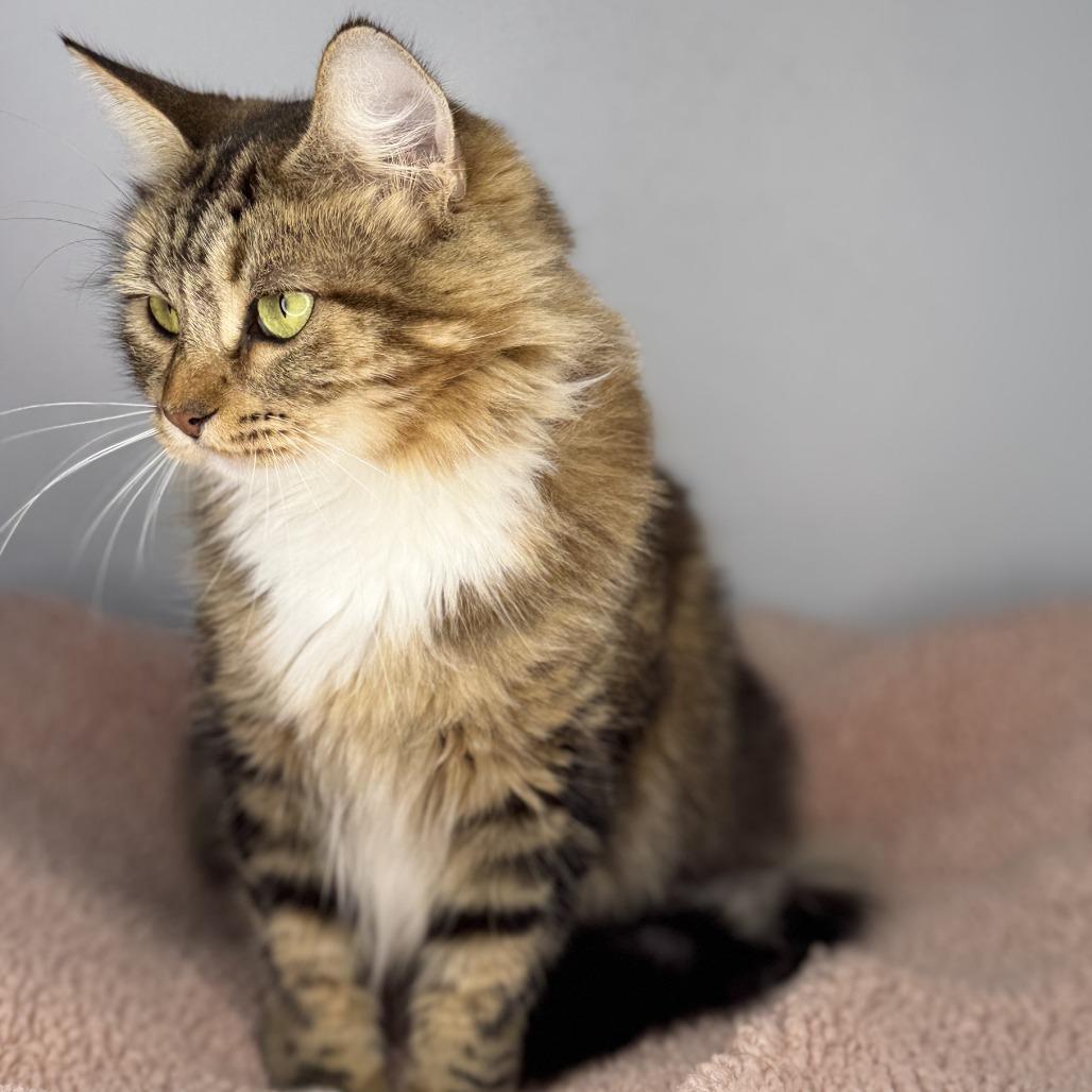 Enlarge Emmylou, a Adoptable Domestic Medium Hair in San Antonio, TX image 5/6