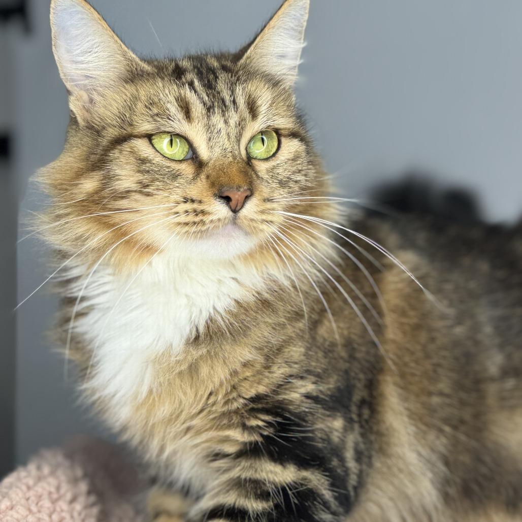 Enlarge Emmylou, a Adoptable Domestic Medium Hair in San Antonio, TX image 6/6