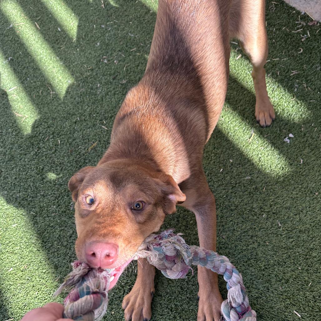 Nitro (FKA CD), Adoptable, Young Male Labrador Retriever & Mixed Breed.