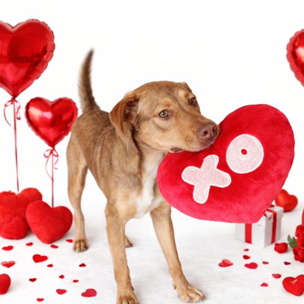 Enlarge Nitro (FKA CD), a Adoptable mixed breed in Midland, TX image 2/6