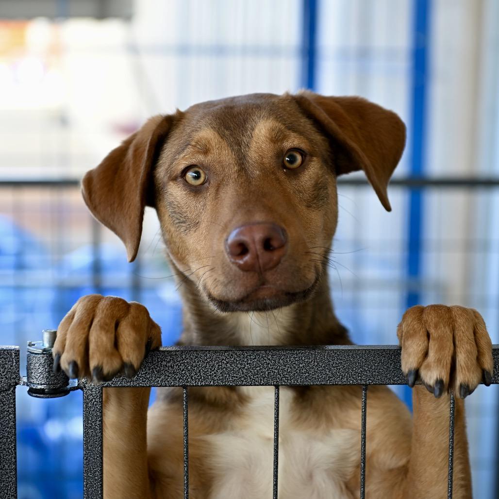 Enlarge Nitro (FKA CD), a Adoptable mixed breed in Midland, TX image 3/6