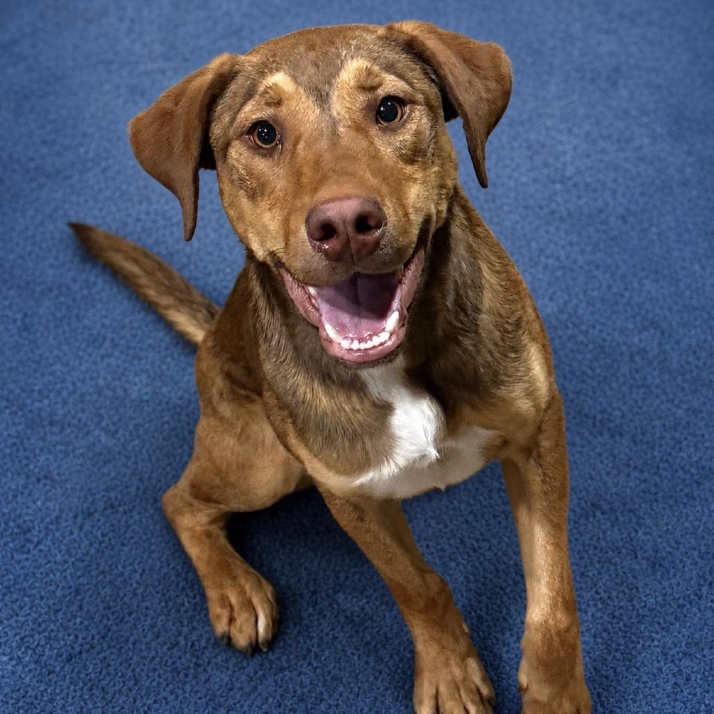 Nitro (FKA CD), a Adoptable mixed breed in Midland, TX image 3/6