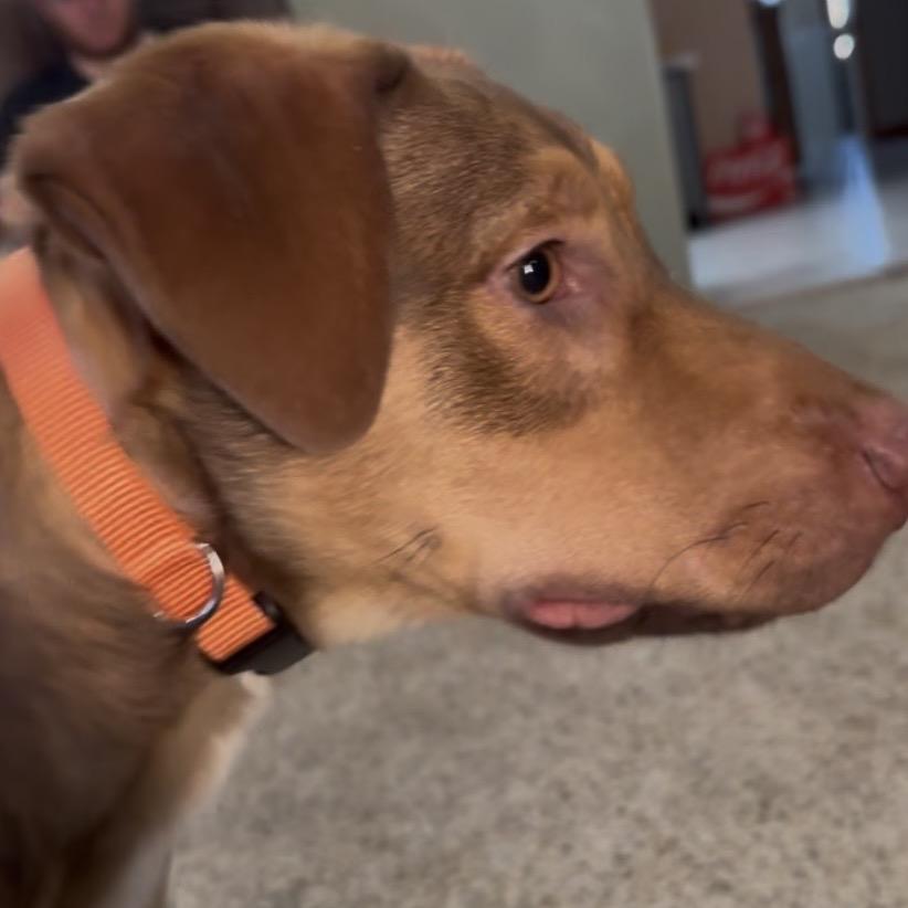 Enlarge Nitro (FKA CD), a Adoptable mixed breed in Midland, TX image 4/6