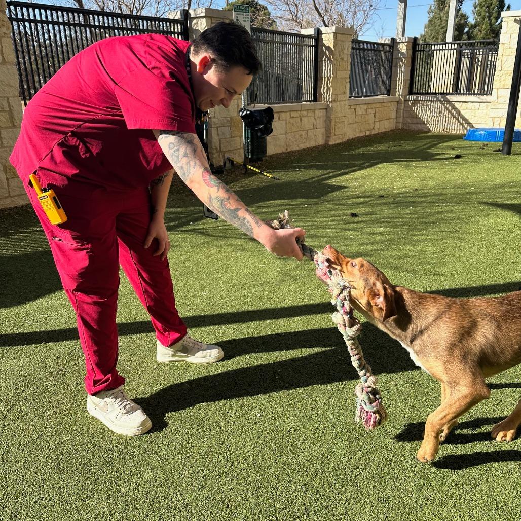 Enlarge Nitro (FKA CD), a Adoptable mixed breed in Midland, TX image 5/6