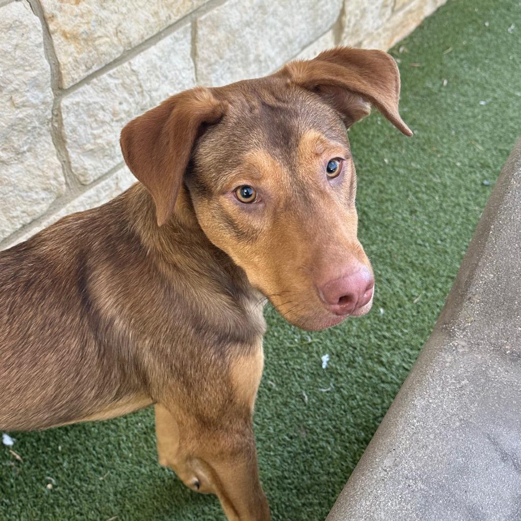 Enlarge Nitro (FKA CD), a Adoptable mixed breed in Midland, TX image 6/6