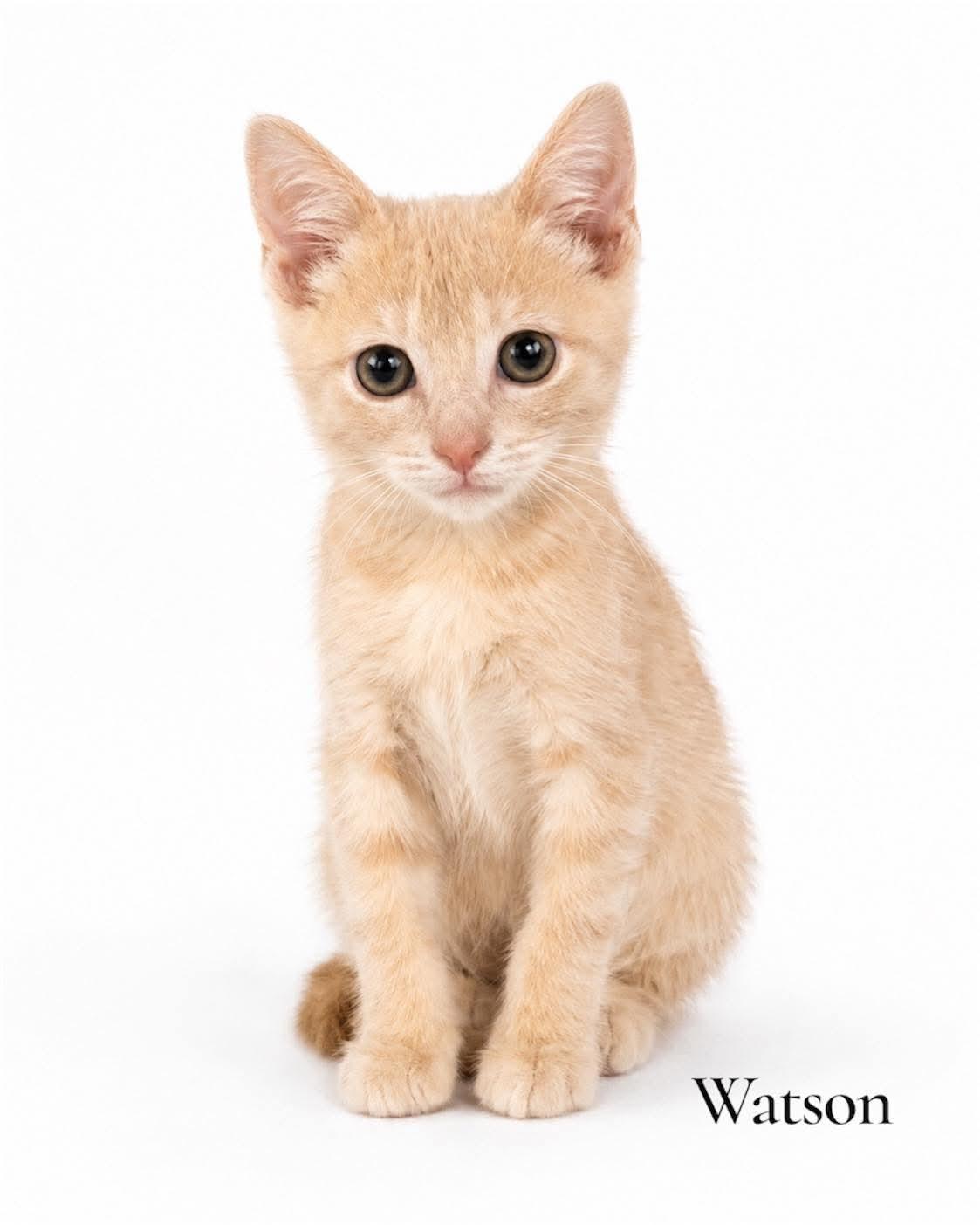 Enlarge Watson, an adopted Domestic Short Hair in Stevensville, MI image 1/1