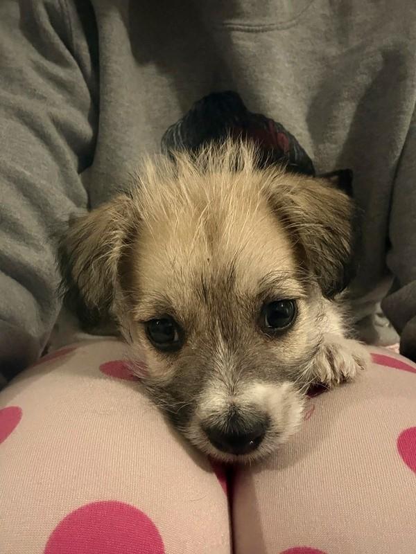 Enlarge Cale Makar, a ADOPTABLE mixed breed in Denver, CO image 2/2