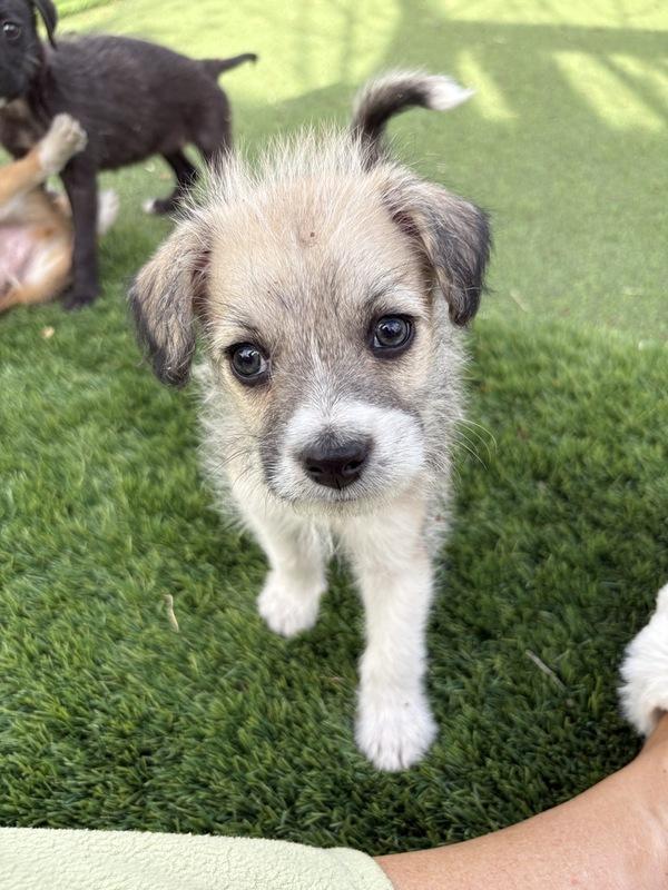 Enlarge Cale Makar, a ADOPTABLE mixed breed in Denver, CO image 1/2