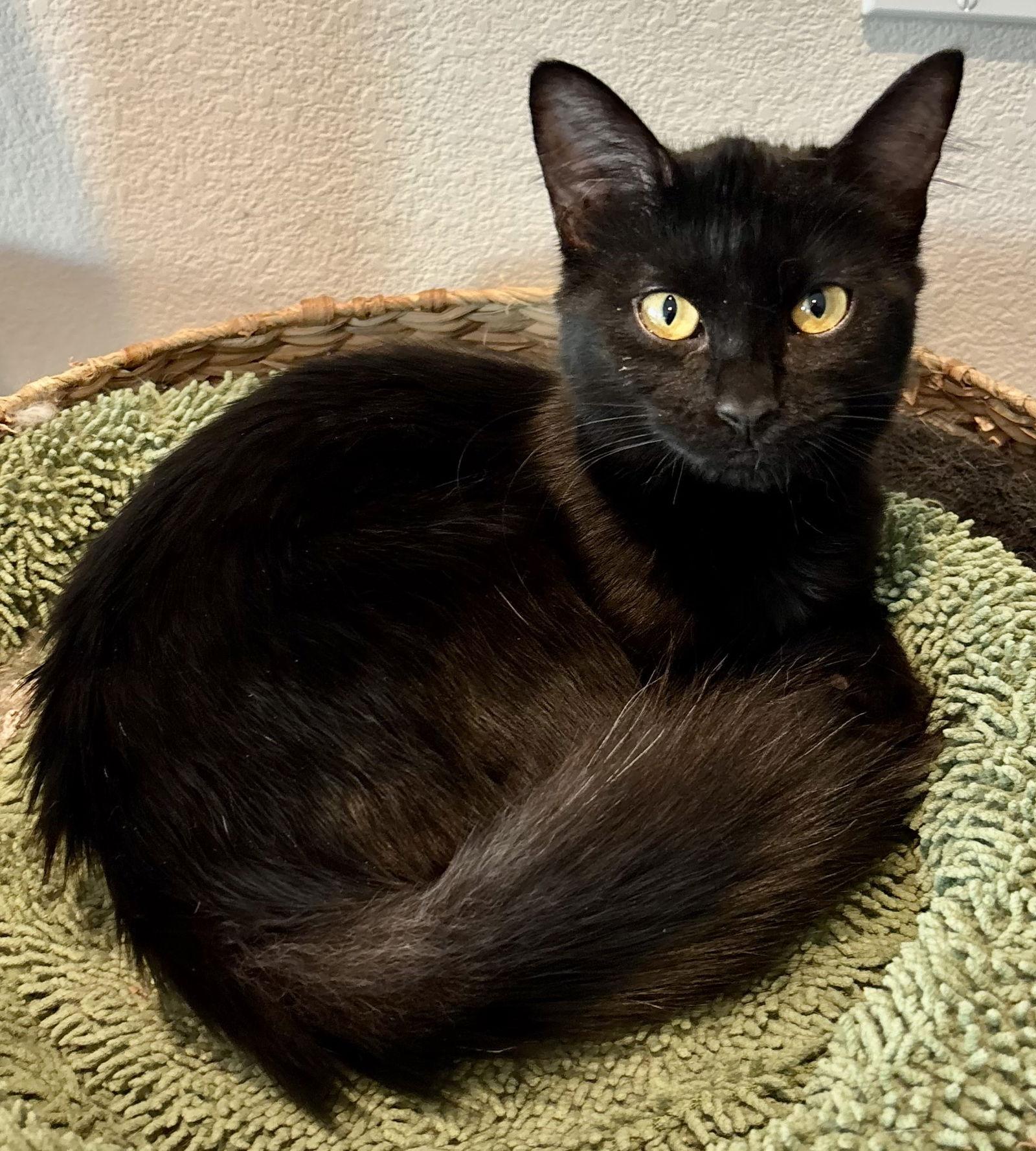 Goldie, Adoptable, Young Female Domestic Long Hair.