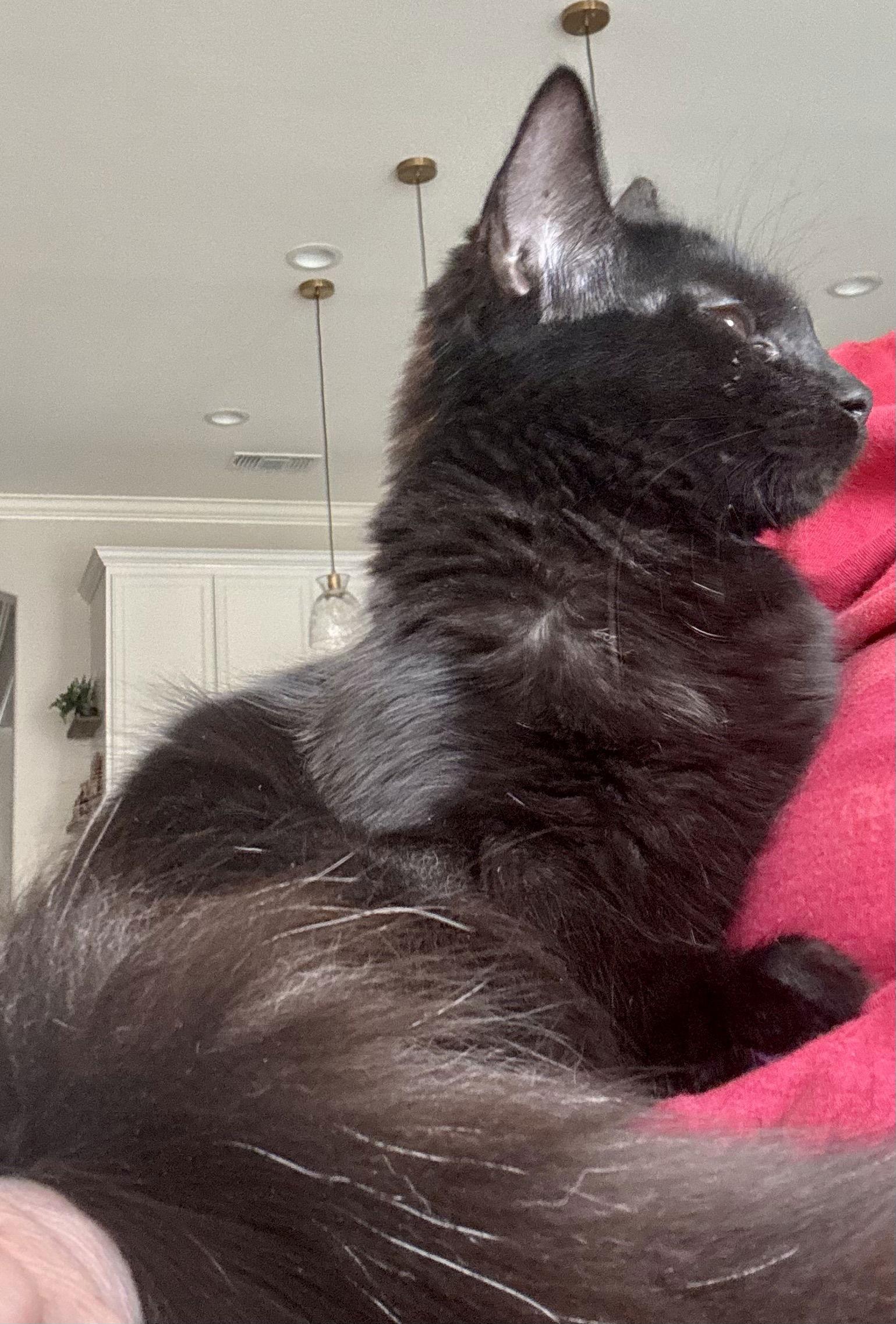 Goldie, a Adoptable Domestic Long Hair in Antioch, CA image 2/2