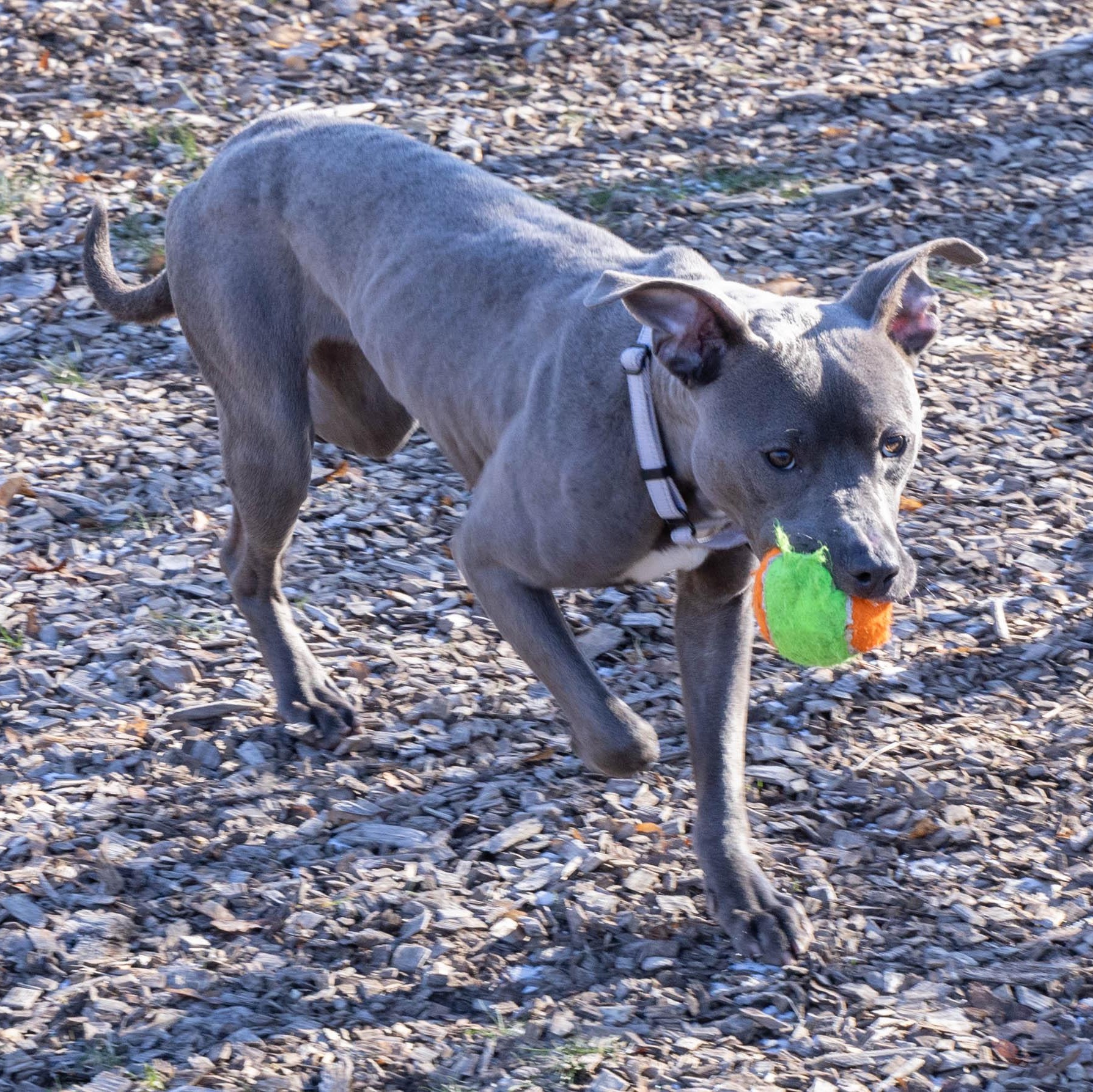 Enlarge Nala, a Adoptable mixed breed in Mount Pleasant, MI image 2/3
