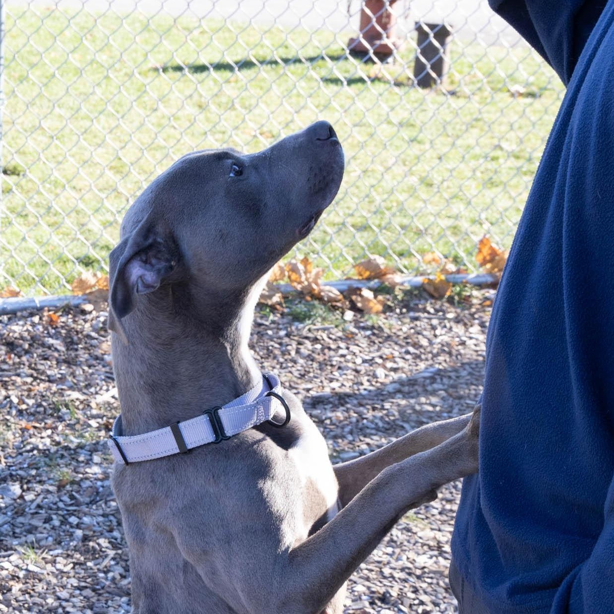 Enlarge Nala, a Adoptable mixed breed in Mount Pleasant, MI image 1/3