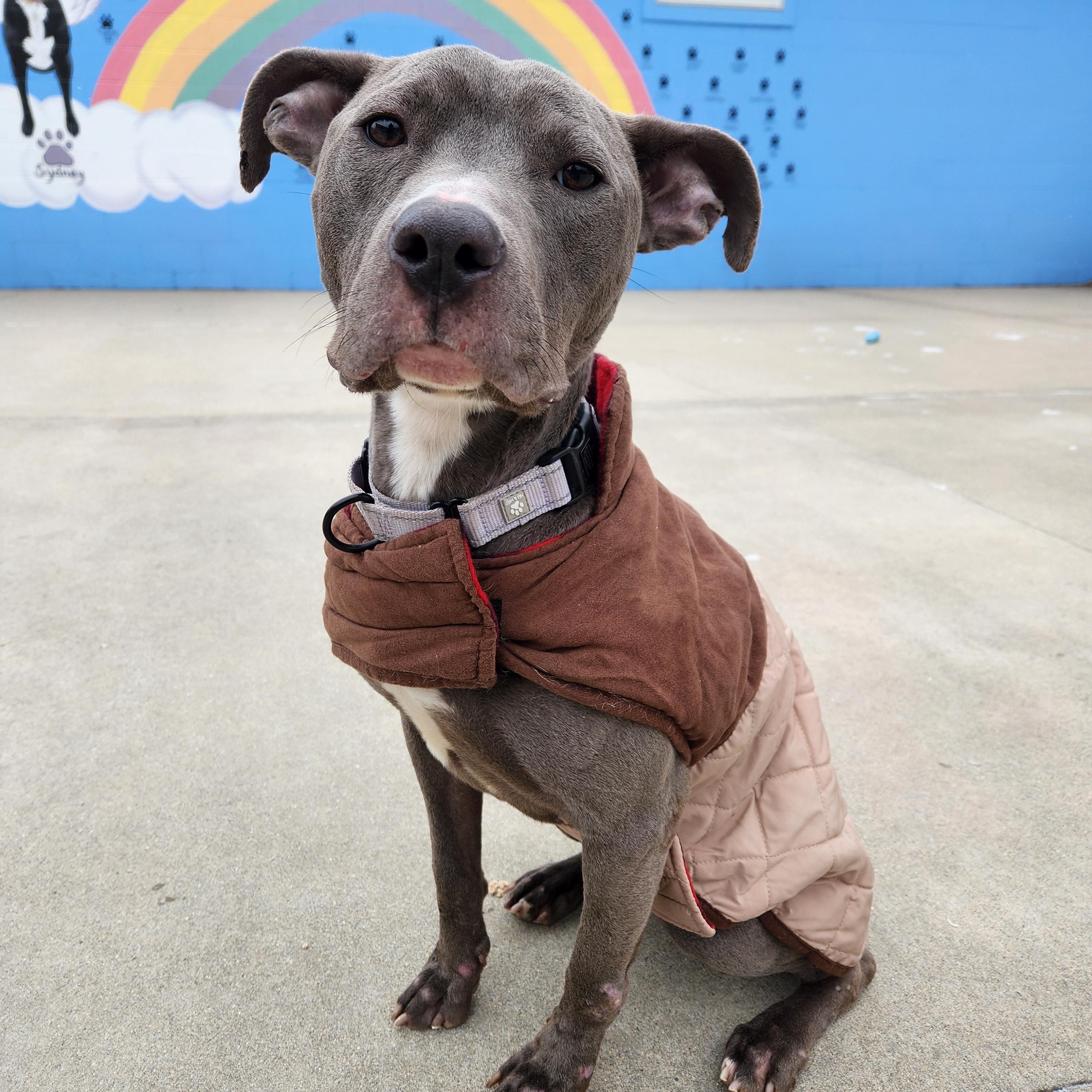 Enlarge Nala, a Adoptable mixed breed in Mount Pleasant, MI image 3/3