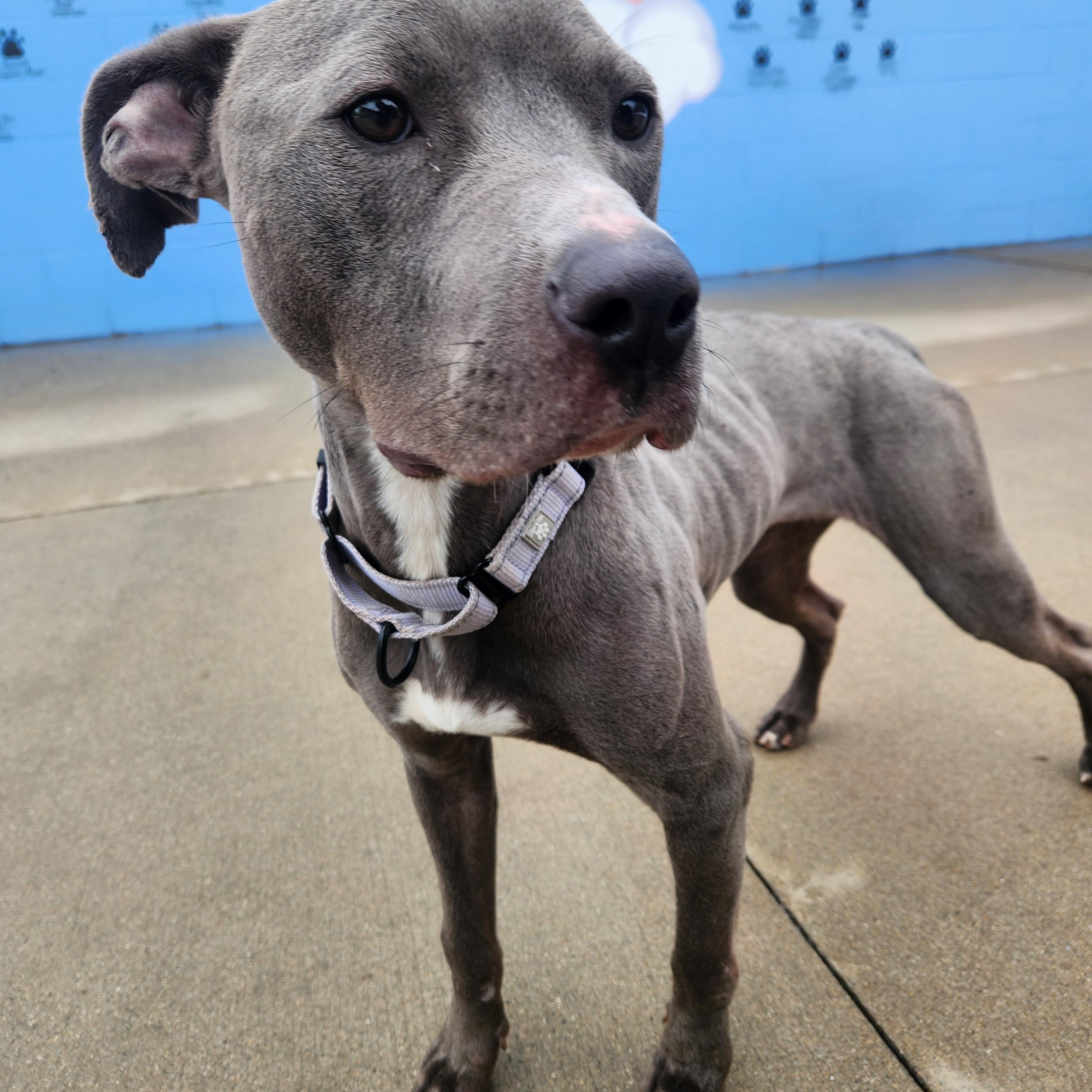 Nala (Not on-site) photo 4